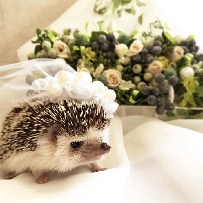 This Hedgehog Day, Treat Yourself With 47 Pictures Of Hedgehogs With Hats