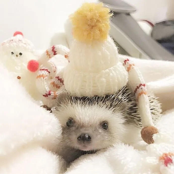 This Hedgehog Day, Treat Yourself With 47 Pictures Of Hedgehogs With Hats