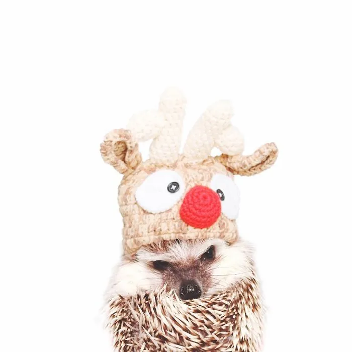 This Hedgehog Day, Treat Yourself With 47 Pictures Of Hedgehogs With Hats