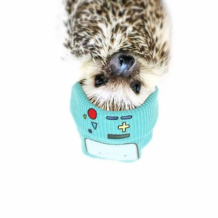 This Hedgehog Day, Treat Yourself With 47 Pictures Of Hedgehogs With Hats