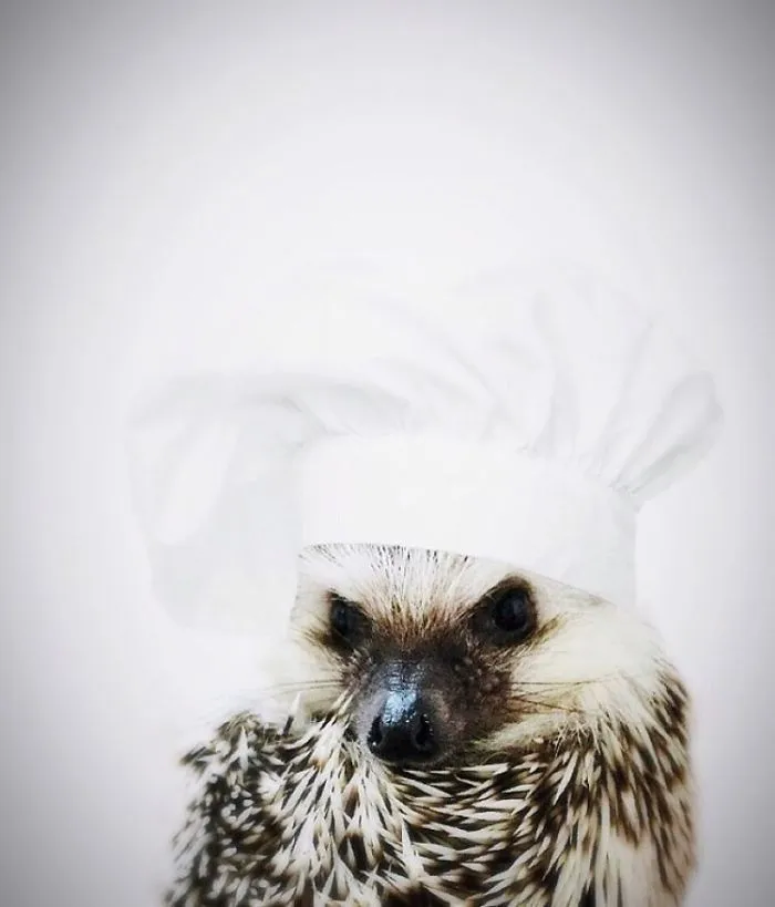 This Hedgehog Day, Treat Yourself With 47 Pictures Of Hedgehogs With Hats