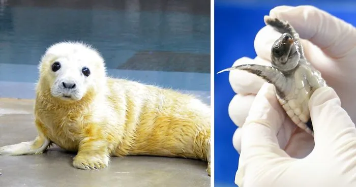 Zoos Get Into Brutal #CuteAnimalTweetOff Battle, And It's Exactly What The Internet Needed