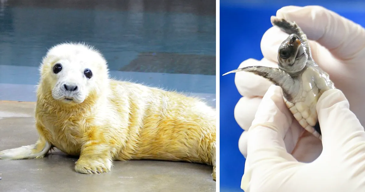 Varios zoos se meten en una brutal batalla de animales adorables en Twitter, y es exactamente lo que internet necesitaba