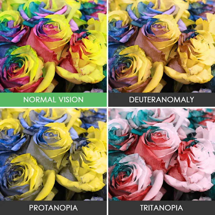 Rainbow Roses