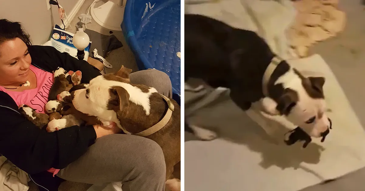 Esta mujer quedó abrumada cuando su pitbull rescatada le puso sus 11 cachorros recién nacidos encima