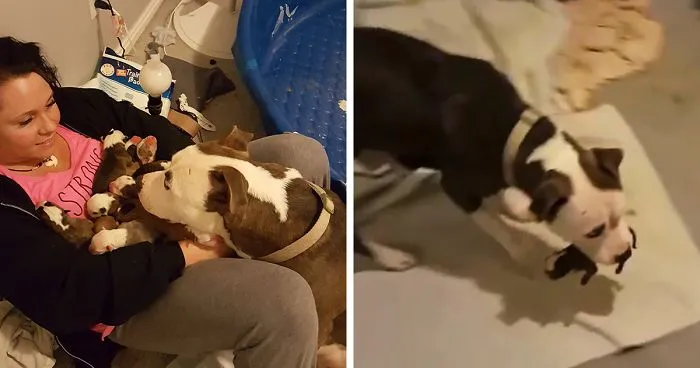 Woman Overwhelmed When Her Rescue Pit Bull Places Her 11 Newborn Puppies Into Her Lap