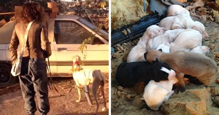 Dog With Broken Leg Leads Vets Two Miles To Her Puppies