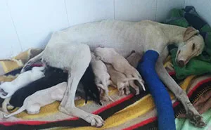 Dog With Broken Leg Leads Vets Two Miles To Her Puppies