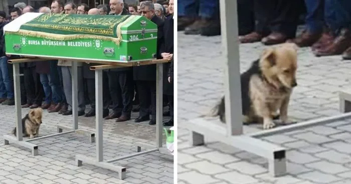 Heartbroken Dog Keeps Coming Back To His Best Friend's Grave Every Day