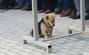 Heartbroken Dog Keeps Coming Back To His Best Friend's Grave Every Day