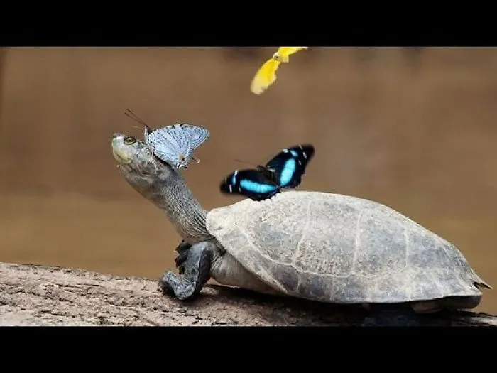 20 Images Taken Incredible Animals In Funny Positions
