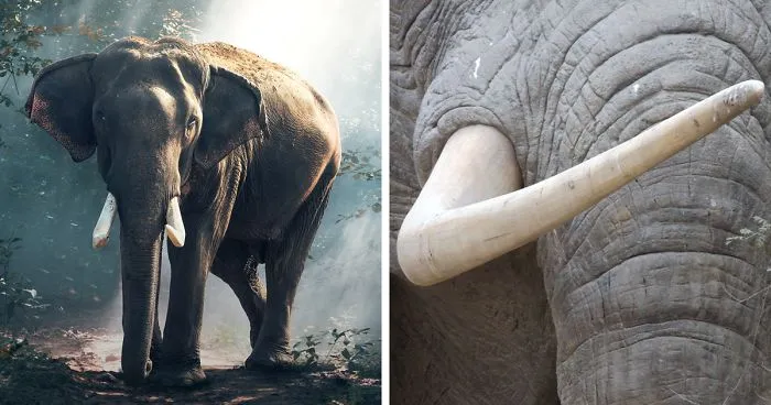 China Just Banned Ivory Sales, And That's Massive Step For The Protection Of Elephants Around The World
