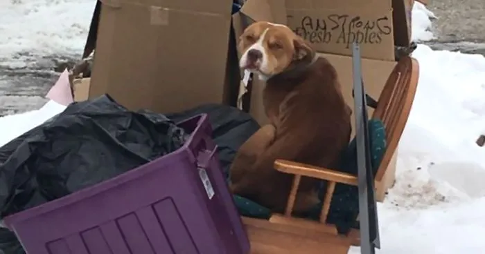This Dog Was Left To Die In The Garbage After Family Moved Out, But He Kept On Waiting For Them