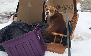 This Dog Was Left To Die In The Garbage After Family Moved Out, But He Kept On Waiting For Them