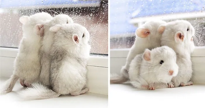 186 Baby Chinchillas That Will Melt Your Heart