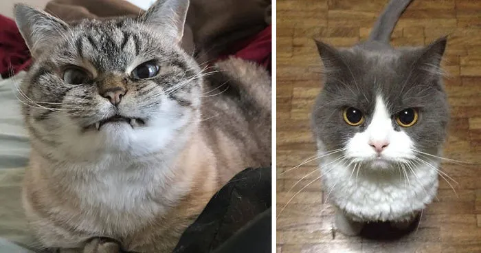 36 Of The Word's Angriest Cats Ever Who Have Had Enough Of Your BS