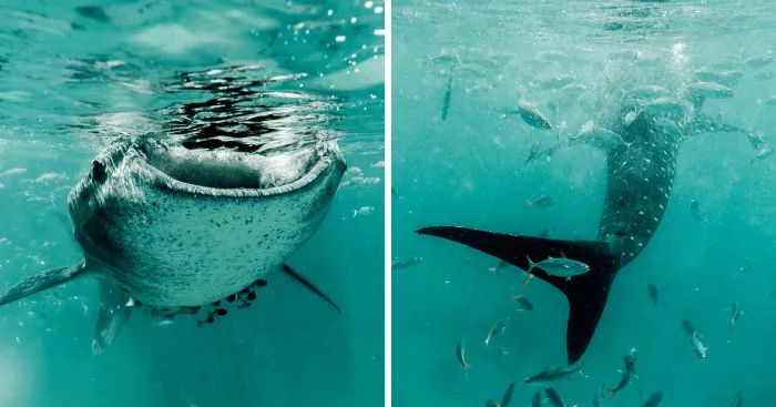 I Photographed The Beauty Of Giant Whale Sharks