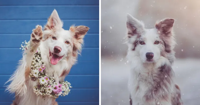 Meet Border Collie Cinni, One Of The Most Photogenic Adopted Dogs Ever