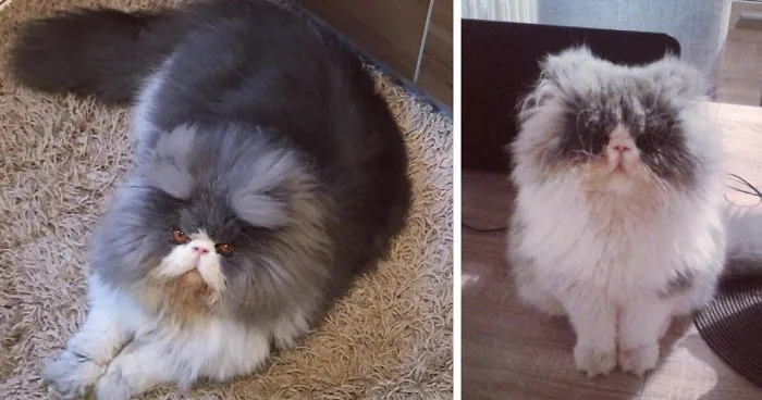 This Sheep-Cat Has Some Of The Weirdest Fur We've Ever Seen