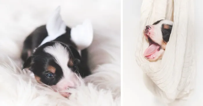Puppies With Wings! I Repeat: Puppies With Wings! Prepare Your Heart To Be Melted