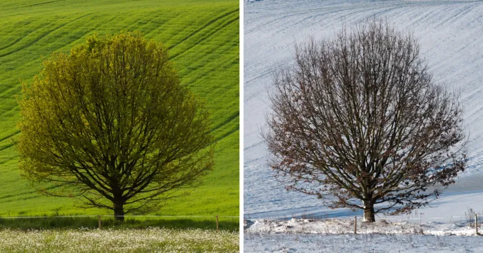 I Photographed An Oak Through The Seasons