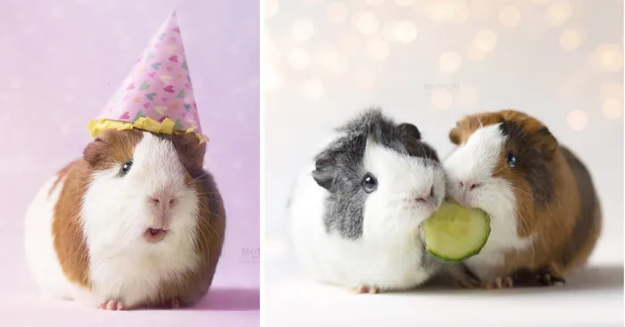 Adopting A Guinea Pig Was The Best Decision Ever