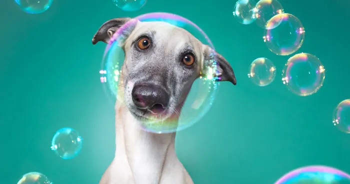 How I Turned My Camera-Shy Rescue Dog Into A Confident Photo Model