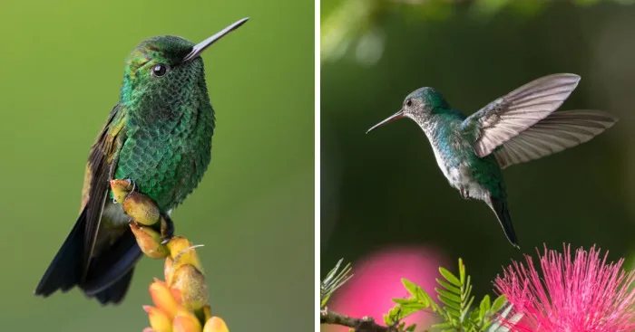 I Visited The Caribbean To Shoot Hummingbirds
