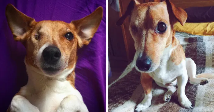 The Cutest Ever One Eyed Dog