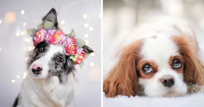 I Photograph Dogs To Show The World How Awesome They Are