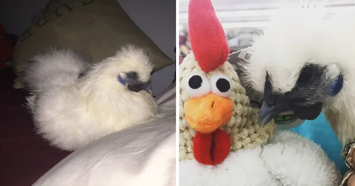 Meet Charlie, My Adorable Pet Chicken