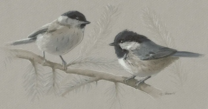 I Draw Austrian Birds
