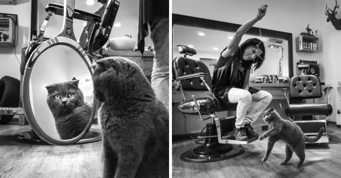 Cats At Work: I Captured Cats Living In People's Working Places