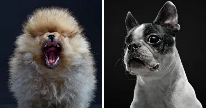 I Photograph Dogs Expressing Human Emotions