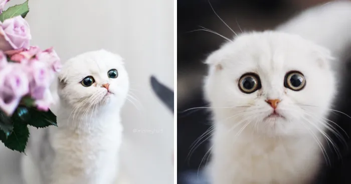 This Kitty Is Constantly Embarrased And No One Knows Why