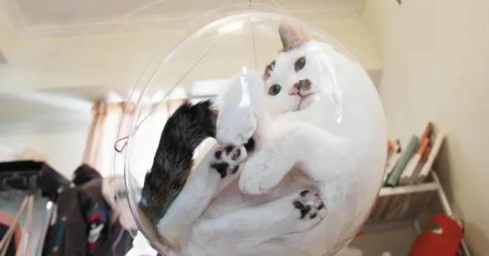 Transparent Bubble Chair That We Created For Cats