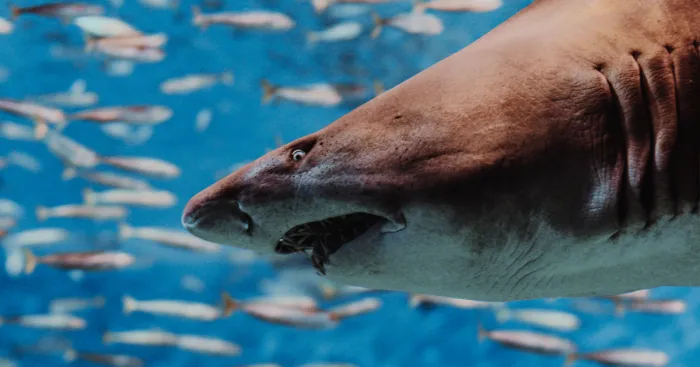 Unseen Underwater Portraits