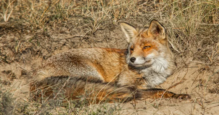 I Spent My Day With The Foxes