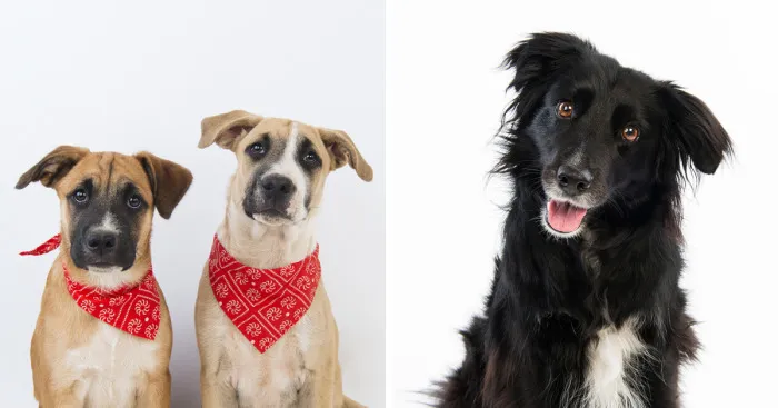 Saving Rescue Mutts One Photo At A Time