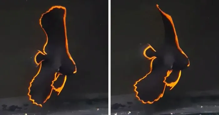 Meet The Firebird Of Fishes, Pinnatus Batfish