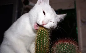 58 Of The Funniest Animal Fails Ever