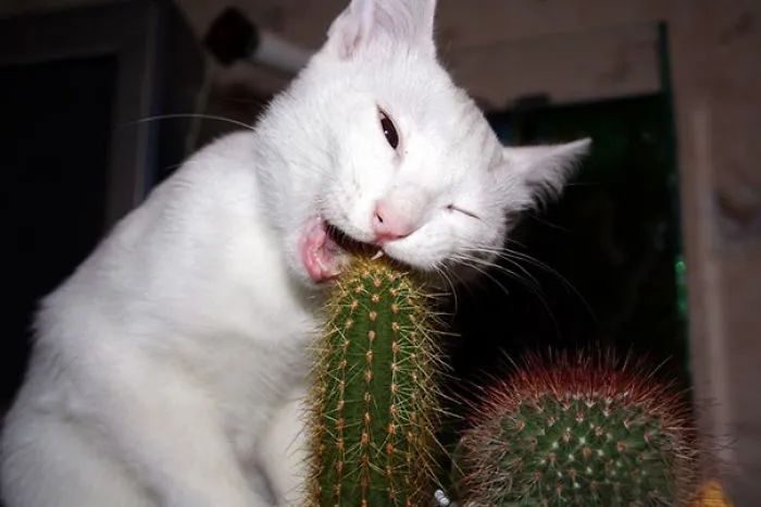 Gourmand Cat