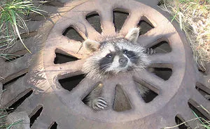58 Of The Funniest Animal Fails Ever