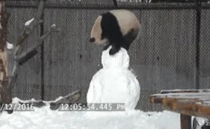 58 Of The Funniest Animal Fails Ever