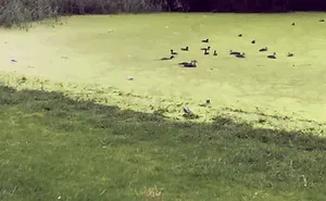 58 Of The Funniest Animal Fails Ever