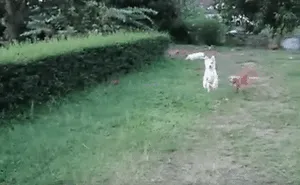 58 Of The Funniest Animal Fails Ever