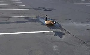 58 Of The Funniest Animal Fails Ever
