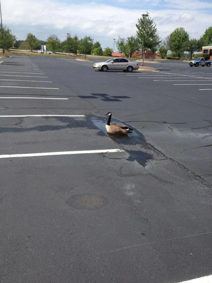 Optimistic Goose