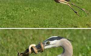 58 Of The Funniest Animal Fails Ever