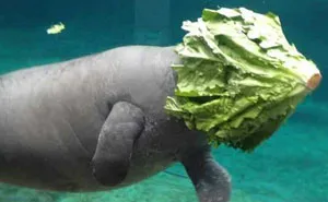 58 Of The Funniest Animal Fails Ever